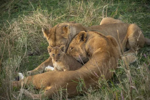 5-Day Northern Circuit Safari: Tarangire, Serengeti & Ngoro gallery image