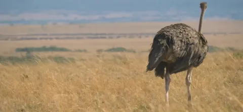 5-Day Northern Circuit Safari: Tarangire, Serengeti & Ngoro gallery image