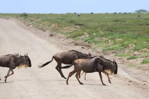 4-Day Wild Majesty in Tanzania gallery image