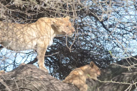 15-Day The Tanzanian Grand Safari and Zanzibar Beach Holidays gallery image