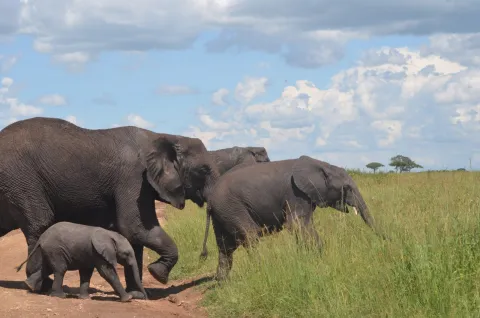 15-Day The Tanzanian Grand Safari and Zanzibar Beach Holidays gallery image