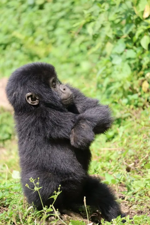 7-Day The Ultimate Primate Trekking Expedition: Uganda gallery image