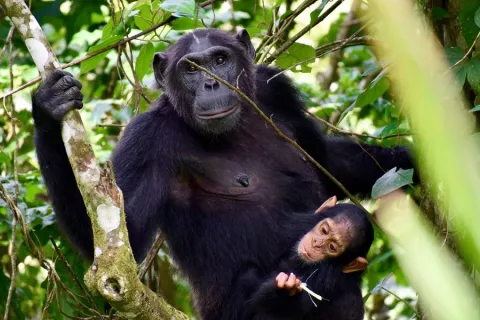 7-Day The Ultimate Primate Trekking Expedition: Uganda gallery image