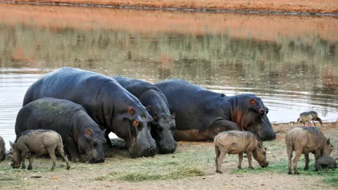 1-Day Tarangire National Park Private Day Tour gallery image
