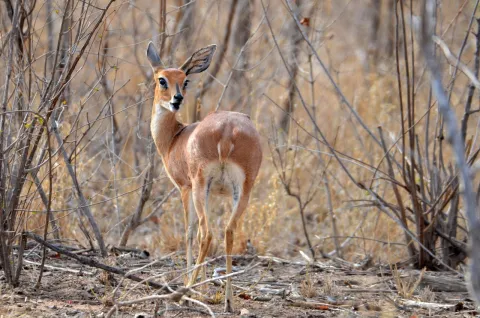 1-Day Tarangire National Park Private Day Tour gallery image