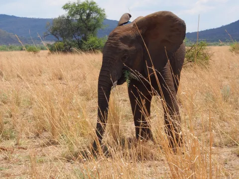 1-Day Tarangire National Park Private Day Tour gallery image