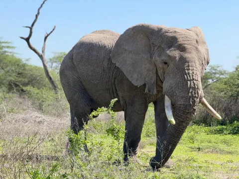 2-Day Safari To Tarangire and Ngorongoro Crater gallery image