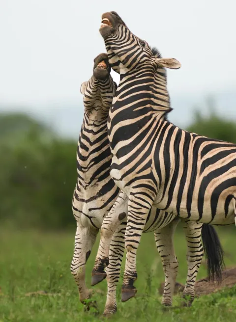 2-Day Safari To Tarangire and Ngorongoro Crater gallery image