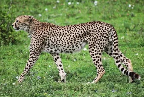3-Day Serengeti National Park and Ngorongoro Crater gallery image