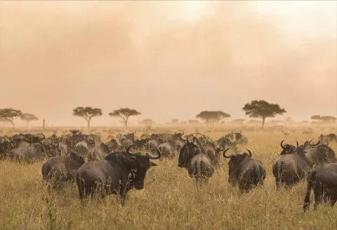 4-Day Tarangire, Serengeti and Ngorongoro Crater gallery image