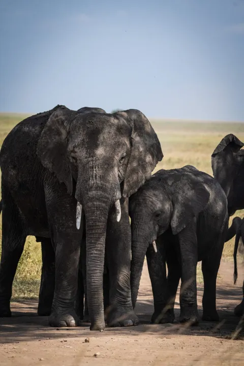 2-Day Tarangire & Ngorongoro Ctrater Two Days Safari gallery image