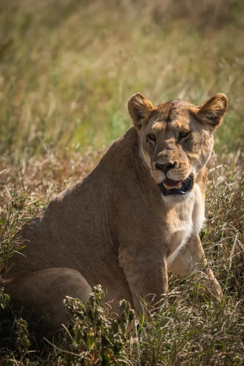 2-Day Tarangire & Ngorongoro Ctrater Two Days Safari gallery image