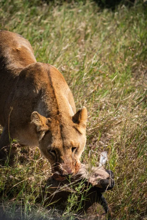 2-Day Tarangire & Ngorongoro Ctrater Two Days Safari gallery image