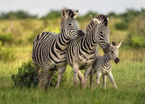 5-Day Great Migration and Calving Safari gallery image