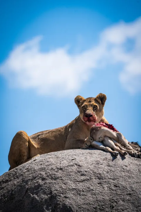4-Day Big Five Safari Experience gallery image