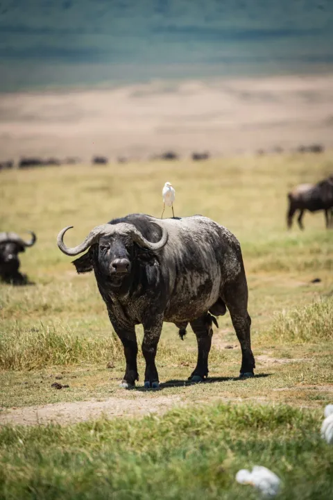 4-Day Big Five Safari Experience gallery image