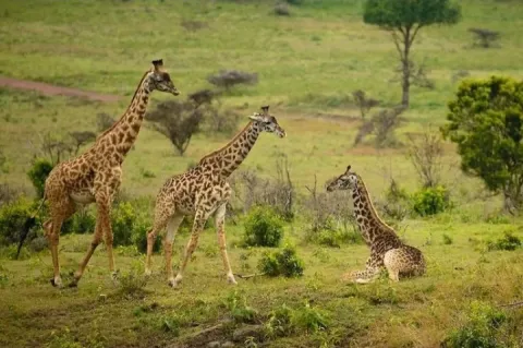 1-Day Arusha National Park + Carnoeing Adventure Safari gallery image