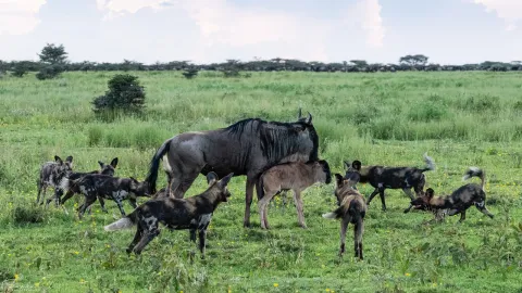 6-Day Observe Calving Season/Migration in Ndutu (Dec to Mar) gallery image