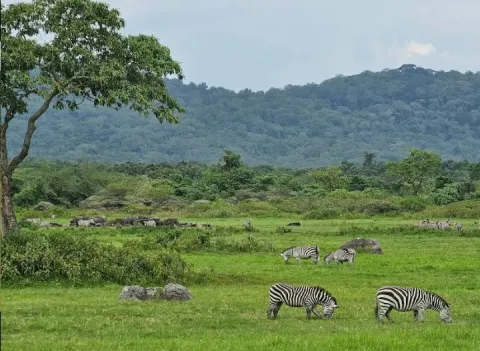 1-Day Ngorongoro Crater Day Trip gallery image
