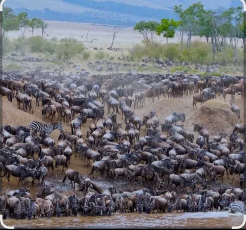 8-Day Big Five & Serengeti Great Migration gallery image