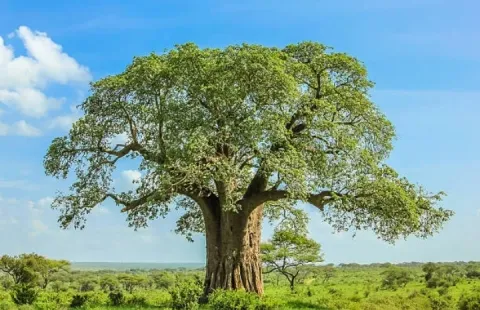 1-Day Tarangire National Park Day Trip gallery image
