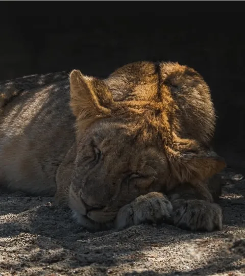 5-Day Flying Safari Dar Es Salaam to Ruaha NP Then Zanzibar gallery image