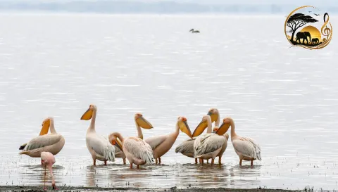 4-Day Tarangire, Serengeti and Ngorongoro Crater Safari gallery image