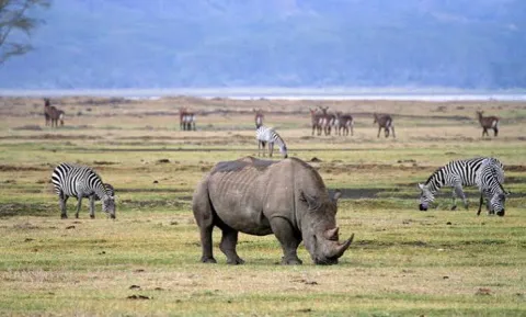 2-Day Tarangire & Ngorongoro Crater Wildlife Safari gallery image