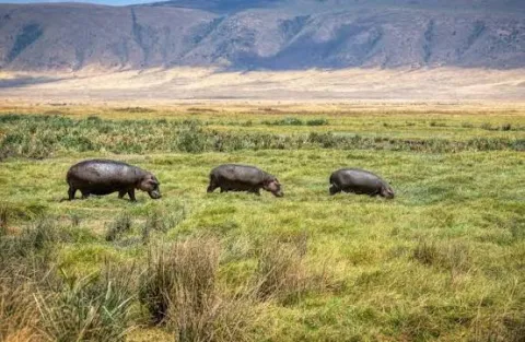 1-Day Ngorongoro Crater Day Trip gallery image
