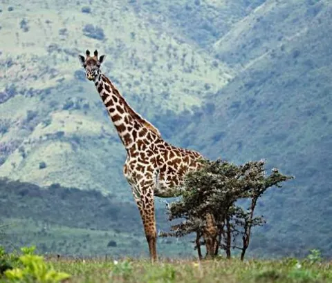 4-Day Lake Manyara to Serengeti N.P Tanzania Safari gallery image