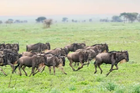 5-Day Birth of the Wild & Wonderful Bigfive Safari Experience gallery image