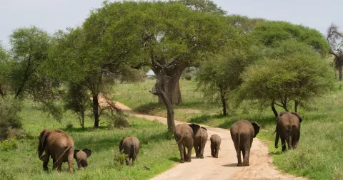 3-Day Tarangire, Manyara and Ngorongoro Safari gallery image