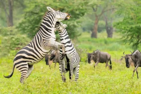 3-Day Ngorongoro Crater & Serengeti – Fly to Zanzibar gallery image