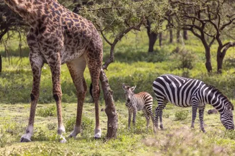 6-Day Great Migration Calving Safari in Ndutu gallery image