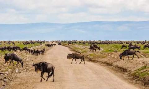 4-Day Serval Wildlife, Crater & Serengeti Safari from Zanziba gallery image