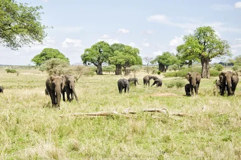 6-Day Serengeti, Tarangire, Ngorongoro Crater gallery image