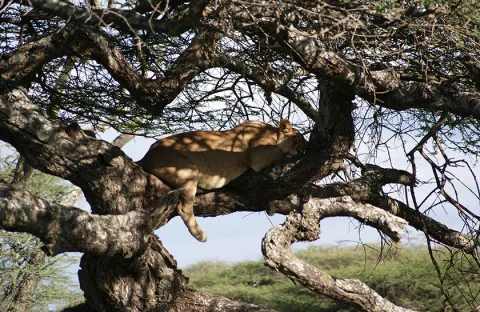 6-Day Serengeti, Tarangire, Ngorongoro Crater gallery image