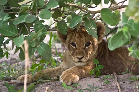 6-Day Serengeti, Tarangire, Ngorongoro Crater gallery image