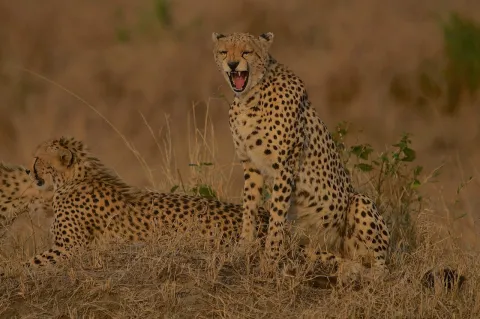5-Day Kenya Wildlife Safari gallery image