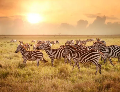 4-Day Masai Mara and Lake Nakuru Safari gallery image