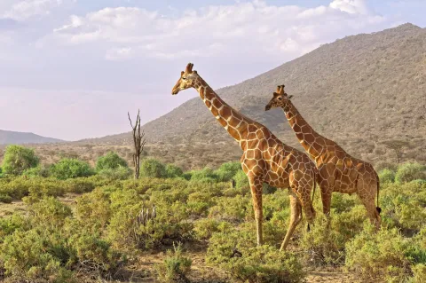6-Day Best Samburu, Lake Nakuru & Maasai Mara Safari gallery image
