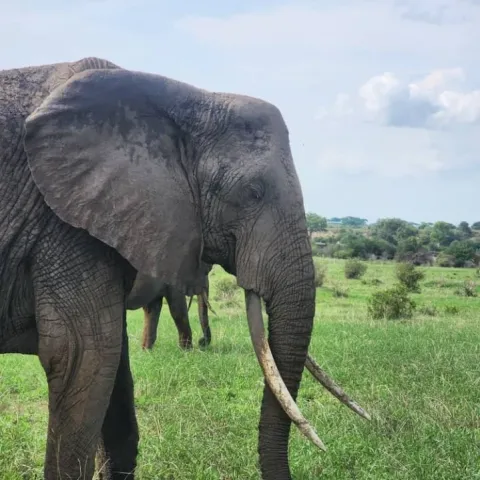 2-Day Giants, Landscapes & Crater Wildlife gallery image