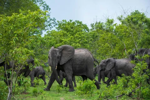 3-Day Nyerere National Park Private Safari from Dar Es Salaam gallery image