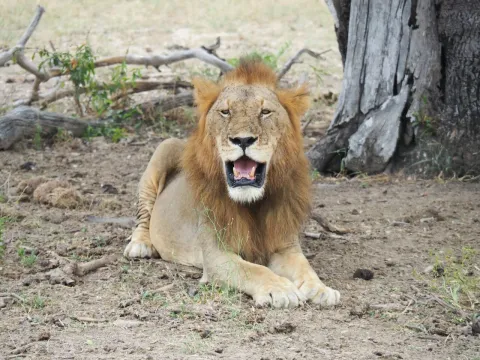 3-Day Nyerere National Park Private Safari from Dar Es Salaam gallery image