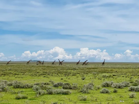 1-Day Daytrip - Ngorongoro Crater gallery image