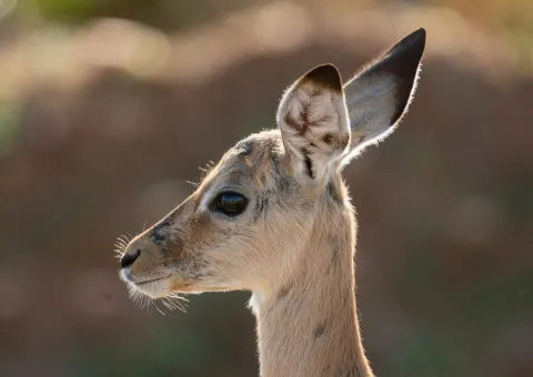 5-Day The Beauty of Ruaha and Mikumi Private Safari gallery image