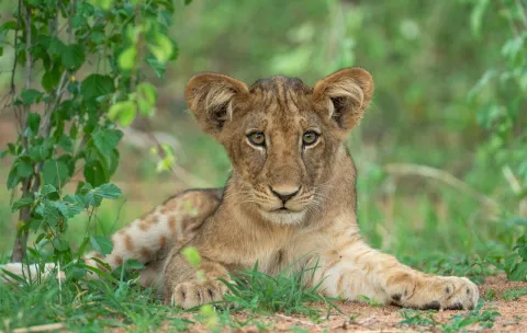 7-Day Best of Mikumi, Ruaha and Udzungwa Budget Safari gallery image
