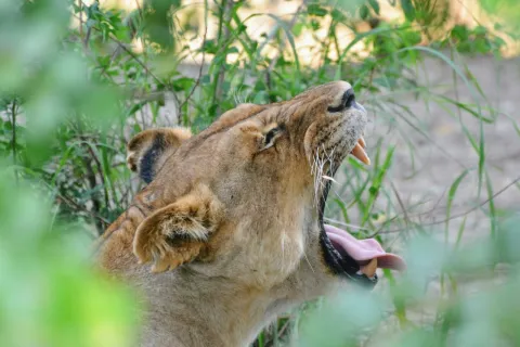 1-Day Mikumi National Park Day Trip By SGR Train gallery image