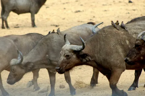 2-Day Mikumi Bush Walk and Game Drive Overnight By Train gallery image