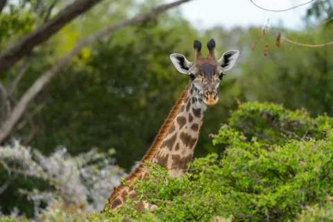 2-Day Nyerere Game Drive and Boat Safari Overnight gallery image